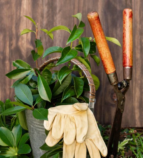 plants-pot-with-watering-can